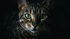 Så här tolkar du kattens morrhårssignaler: 5 budskap som syns i vardagen