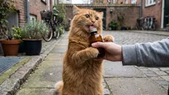 Valeriana, kattmynta och andra växter som stimulerar katter: Hur de fungerar