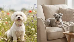 7 renliga hundraser som ofta fäller mindre och luktar mindre