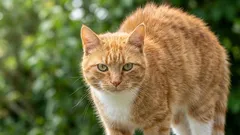 Kan katter medvetet styra sin päls – eller är det bara instinkt